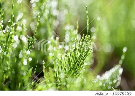 露の輝き 31070250