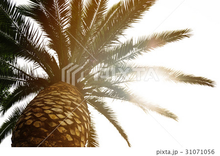 Beautiful Palm with Light Beam Sunny Day.  31071056