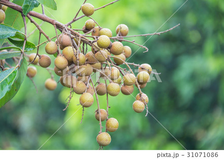 Longan fruit on the tree in the garden, Thailand . 31071086