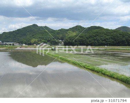 田植えの風景 田植えの風景 31071794