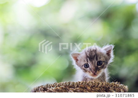 Little newborn blue eyes kitten with copy space. Little newborn blue eyes kitten with copy space. 31071865