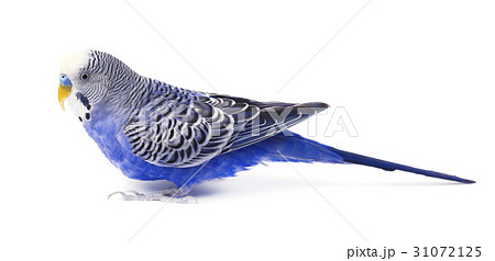 Budgie blue, isolated on white background 31072125