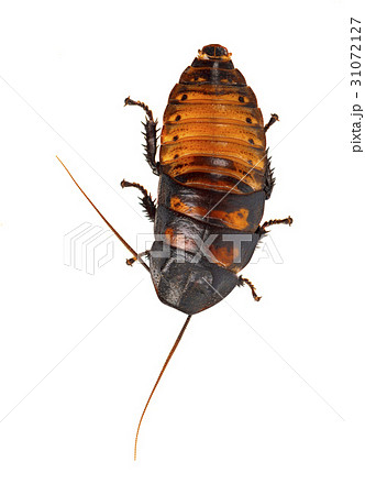 Cockroach Madagascar hissing isolated 31072127