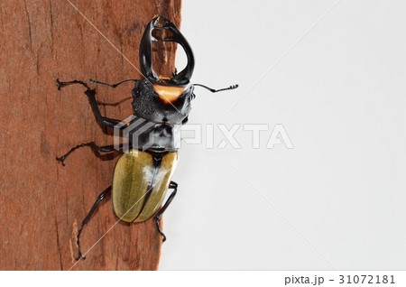 ラコダールツヤクワガタの樹木の上で　白バック 31072181