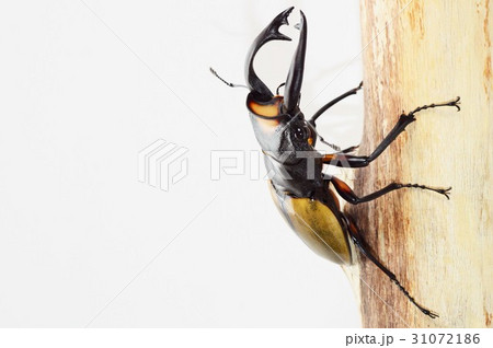 ラコダールツヤクワガタの樹木の上で　白バック 31072186