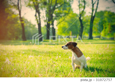 dog in the park dog in the park 31072757