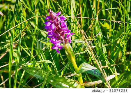 Marsh orchid on the meadow in Poland 31073233