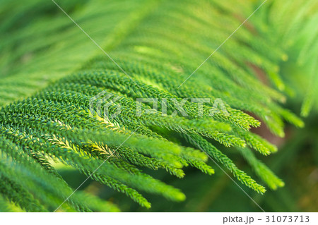 abstract background of Norfolk Island Pine Tree abstract background of Norfolk Island Pine Tree 31073713