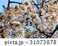 浜松市浜北区森林公園の桜 31073878