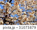浜松市浜北区森林公園の桜 31073879