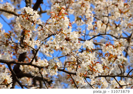 浜松市浜北区森林公園の桜 31073879