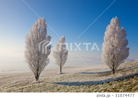 Snow and hoarfrost covered trees Snow and hoarfrost covered trees 31074477