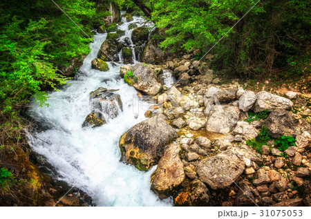 Jungle with flowing water of Georgian waterfall 31075053