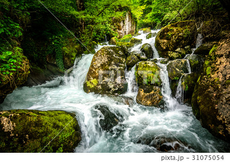 Jungle with flowing water of Georgian waterfall Jungle with flowing water of Georgian waterfall 31075054