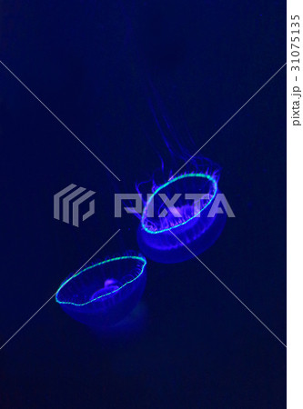 オワンクラゲ オワンクラゲ 31075135