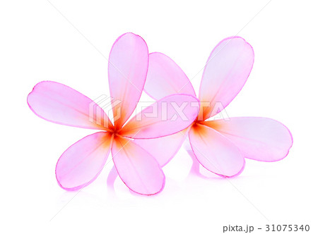 frangipani or plumeria (tropical flowers) isolated frangipani or plumeria (tropical flowers) isolated 31075340