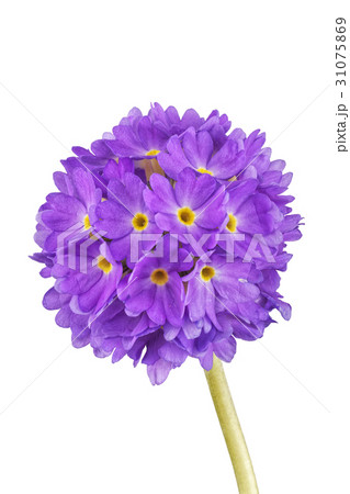 Violet cowslip flower on a white background 31075869