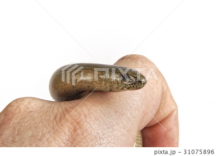 Slow worm (Anguis fragilis) on a white background Slow worm (Anguis fragilis) on a white background 31075896