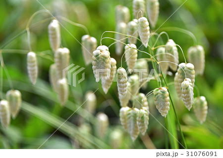 コバンソウ（小判草） 31076091