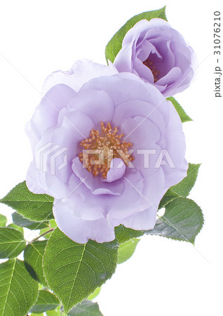 花図鑑 花図鑑 31076210