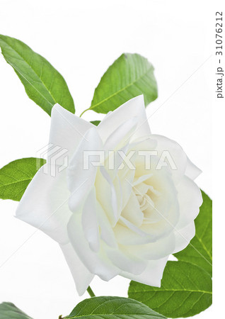 花図鑑 花図鑑 31076212