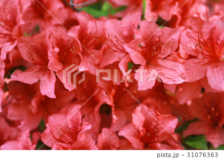 鮮やかな赤いツツジの花　春の花 31076363