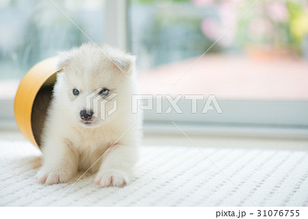 Happy puppy playing Happy puppy playing 31076755