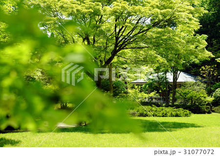 県立小泉潟公園 春の水心苑 県立小泉潟公園 春の水心苑 31077072