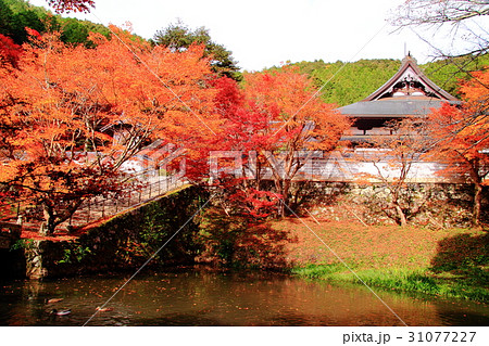 円通寺(兵庫県 丹波市)境内の紅葉 円通寺(兵庫県 丹波市)境内の紅葉 31077227