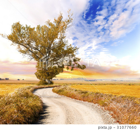 Tree and road landscape 31077660