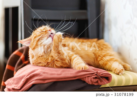 Cute ginger cat licking on a pile of clothes.  31078199