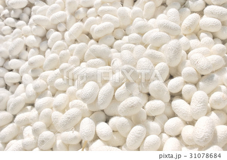 White silkworm cocoons, use as background White silkworm cocoons, use as background 31078684