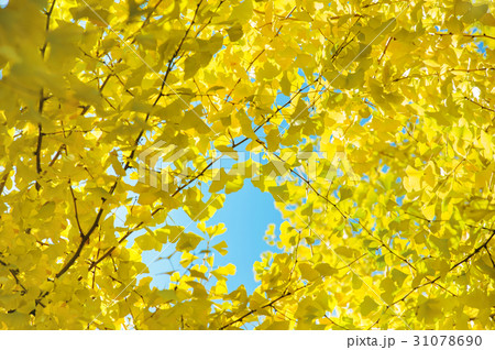 Gingo leaves over the blue sky background.. 31078690