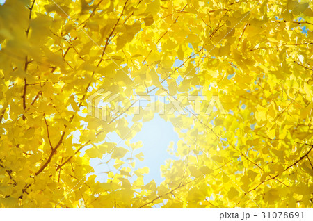 Gingo leaves over the blue sky background.. Gingo leaves over the blue sky background.. 31078691