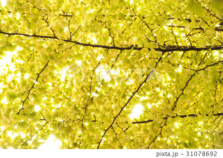 yellow Gingo leaves over the blue sky background yellow Gingo leaves over the blue sky background 31078692