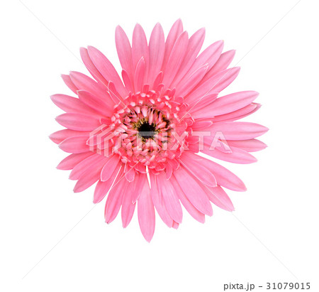 pink gerbera flower isolated with clipping path pink gerbera flower isolated with clipping path 31079015