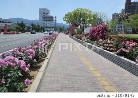 バラのある歩道~広島県福山市バラ公園前~ バラのある歩道~広島県福山市バラ公園前~ 31079145