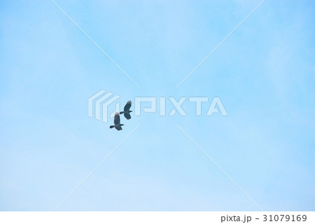 Crows in the sky. 31079169