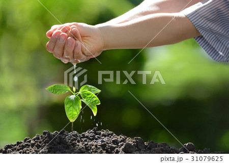 Children's hands watering a young plant 31079625