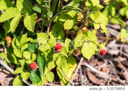 野生のクサイチゴの実 31079869