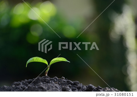 Young plant in the morning 31080151