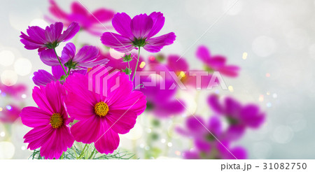Cosmos pink flowers Cosmos pink flowers 31082750
