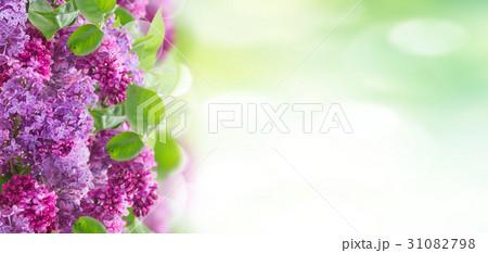 Bush of Lilac 31082798