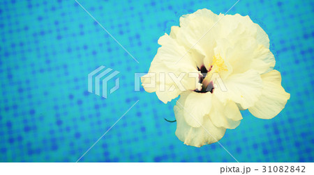 hibiscus in cool water 31082842