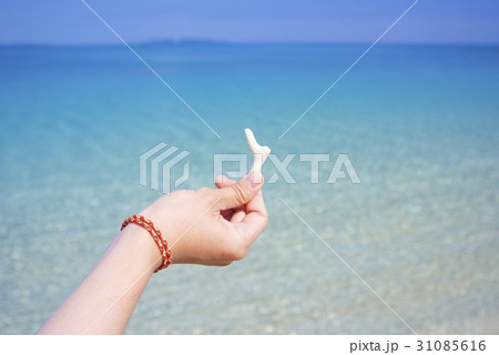 珊瑚のかけら 珊瑚のかけら 31085616