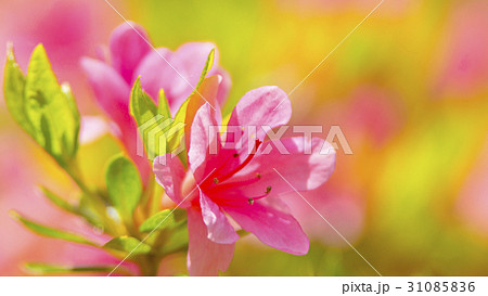 さつき 16:9 さつき 16:9 31085836