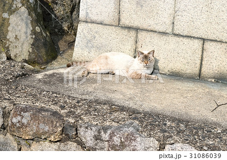 野良猫 野良猫 31086039