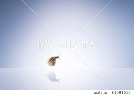 カタツムリ 31091010