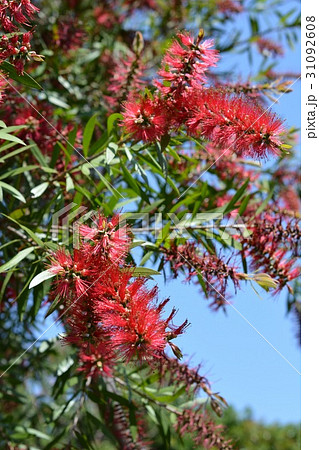 ブラシノキ 赤い花のような雄しべ 長い花糸 樹木 5 6月の写真素材