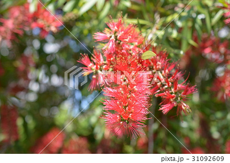 ブラシノキ 赤い花のような雄しべ 長い花糸 樹木 5 6月の写真素材 ブラシノキ 赤い花のような雄しべ 長い花糸 樹木 5 6月の写真素材